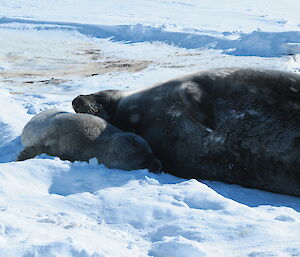 Young Weddell seal female with healthy well fed pup