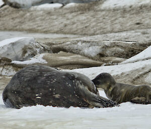 Weddell pup near Browns glacier in the Rauer Islands