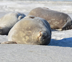 Group male seals