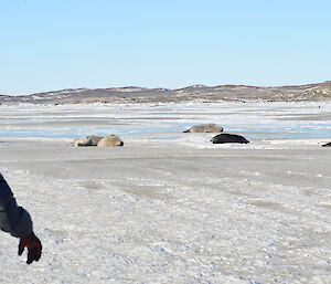 Male Weddell seal group near tide crack