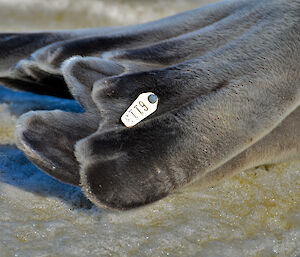 Weddell seal with tag 6113