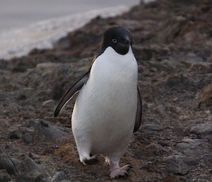 Adelie Penguin Kazak Island 2012