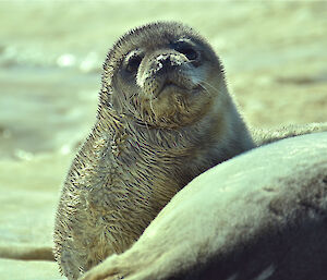 Weddell seal pup