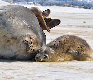 Weddell seal and pup in Weddell arm