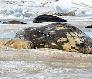 Weddell seal and pup in Weddell arm