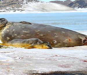 Weddell seal pup at Davis 2012