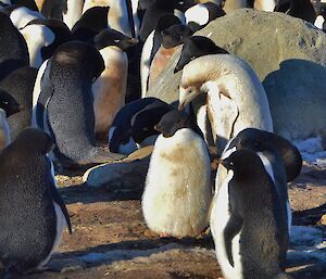 Adelie penguin Gardner Island 2012