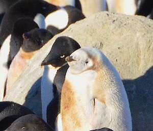 The leucastic Adelie on Gardner Island