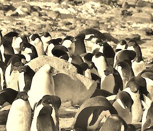 Adelie penguin Gardner Island 2012