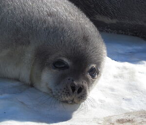 Weddell pup near Brookes hut 2012