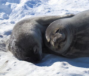 Weddell seal pup at Davis 2012