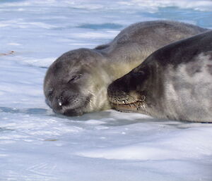 Weddell seal pup at Davis 2012