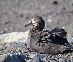 Giant petrel juvenile at rest. Davis 2012