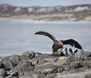 Giant petrels mating at Davis 2012