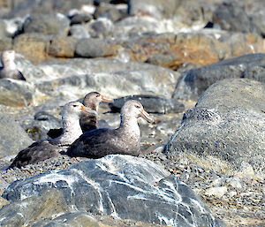 Giant petrels at Davis 2012, two older birds with one juvenile