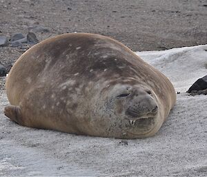 Lone elephant seal at Davis Nov 2012