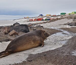 Lone elephant seal at Davis Nov 2012,with station in background