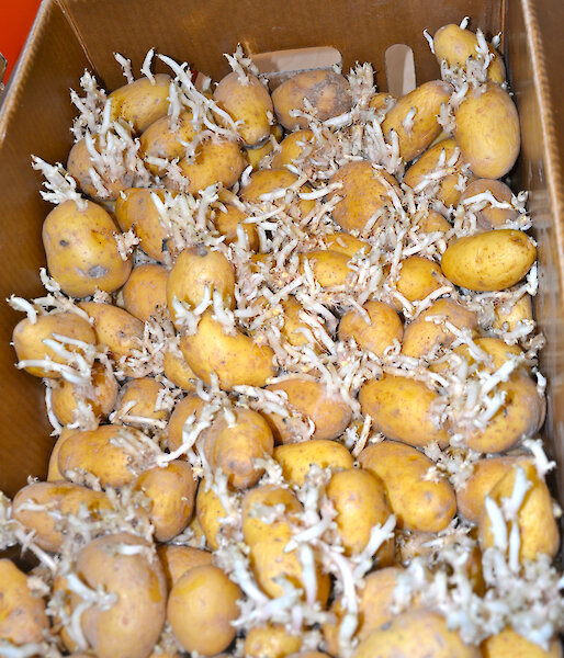 Potatoes at Davis after one year