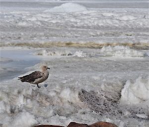 Skua and Hägglunds on the sea ice