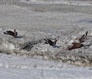 Skuas feeding on seal