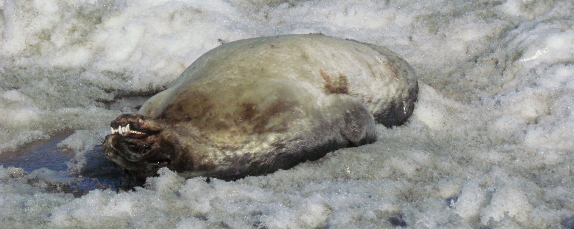 Dead Weddell seal near Gardner Island