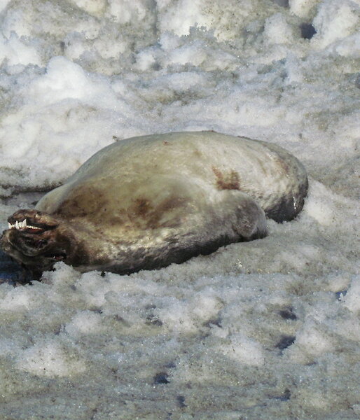 Dead Weddell seal near Gardner Island