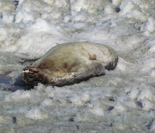 Dead Weddell seal near Gardner Island