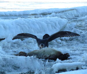 Southern giant petrel feeding on Weddell seal