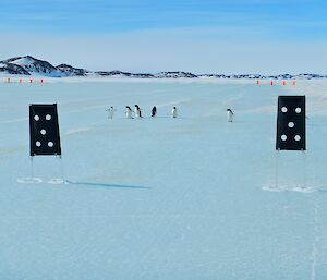Adelie penguins on the skiway
