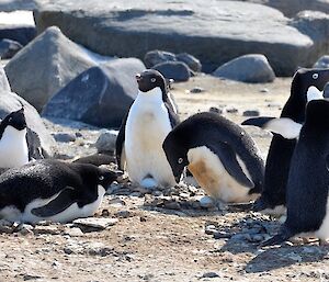 Adelie penguins sitting on eggs