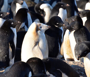 Leucistic penguin at Davis