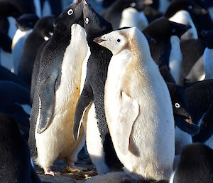 Unusually coloured “Ino” Adélie penguin on Gardner Island is starkly white next to its black and white relatives.