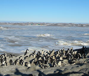 View from Gardner Island towards Davis over the sea ice