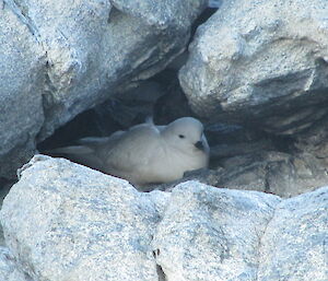 Snow petrel on Gardner Island 2012