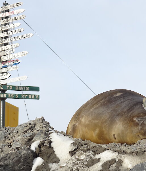Davis sign-post with elephant seal