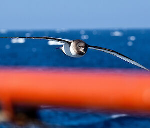 An Antarctic petrel just of the ships side
