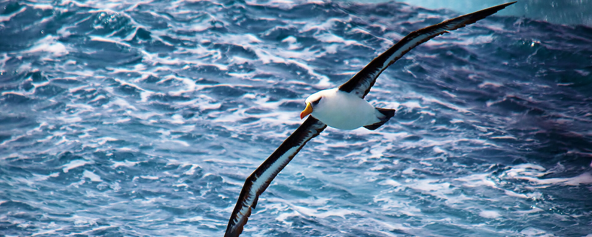 A black-browed Albatross in full flight
