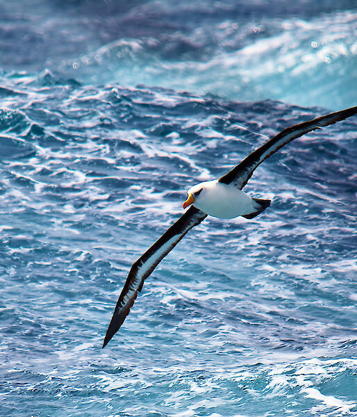 A black-browed Albatross in full flight
