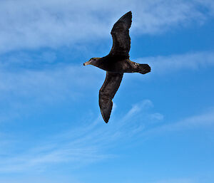 A photo showing the size difference between the large giant southern petrel and the much smaller snow petrel