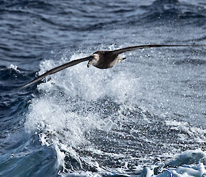 A giant southern petrel following the ship