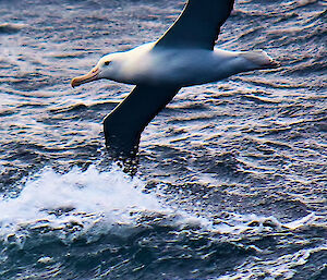 Royal albatross skimming the water as it flies over