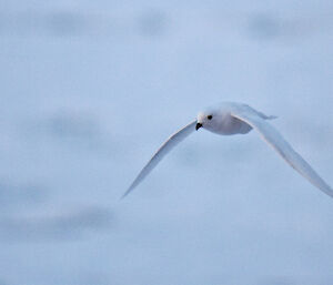 A Snow petrel in full flight floowing the ship