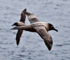 A beautiful sooty albatross folloiwng the ship