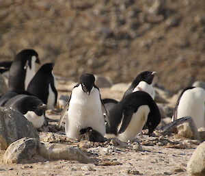 Adelie penguins and their young chicks at Hop Island