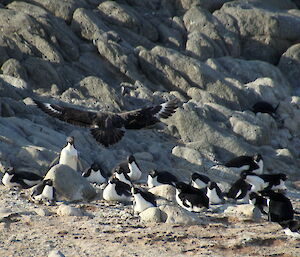 A Skua bird above the Adelia penguin colony looking for an egg or young to eat