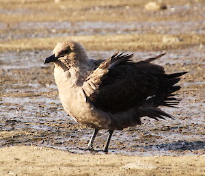 A photo of a Southern polar skua bird