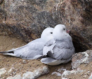 Two southern fulmars, an Antarctic bird