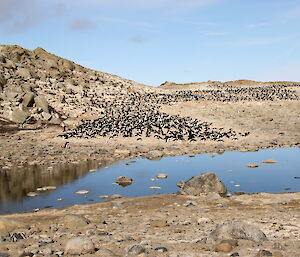 The Adelie study colony on Hop Island