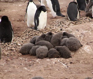 A group of Adelie penguin chicks huddled together