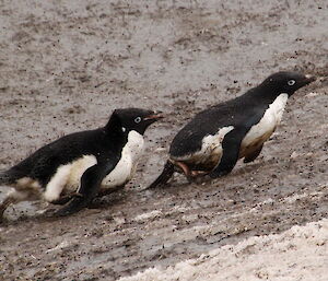 Two young Adelie penguin chased away from the nests running up a very muddy incline
